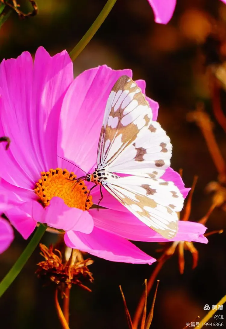 彩蝶恋花